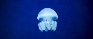Preview wallpaper jellyfish, underwater world, blue