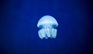 Preview wallpaper jellyfish, underwater world, blue