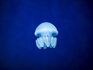 Preview wallpaper jellyfish, underwater world, blue