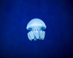 Preview wallpaper jellyfish, underwater world, blue