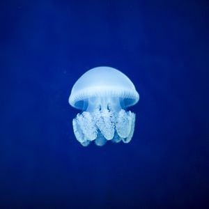 Preview wallpaper jellyfish, underwater world, blue