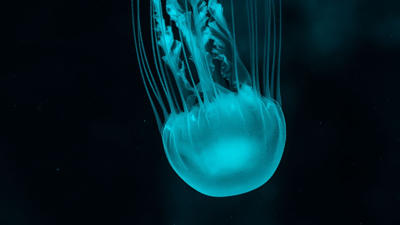 Wallpaper jellyfish, underwater world, blue, tentacles