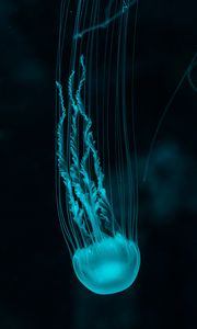 Preview wallpaper jellyfish, underwater world, blue, tentacles