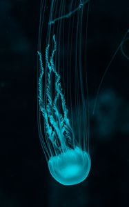 Preview wallpaper jellyfish, underwater world, blue, tentacles