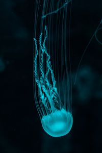 Preview wallpaper jellyfish, underwater world, blue, tentacles