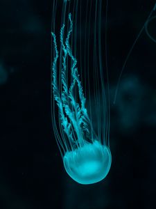 Preview wallpaper jellyfish, underwater world, blue, tentacles