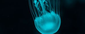 Preview wallpaper jellyfish, underwater world, blue, tentacles