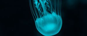 Preview wallpaper jellyfish, underwater world, blue, tentacles