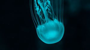 Preview wallpaper jellyfish, underwater world, blue, tentacles