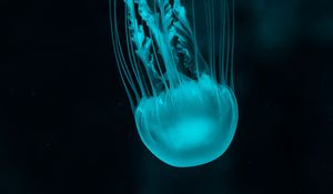 Preview wallpaper jellyfish, underwater world, blue, tentacles