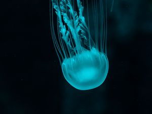 Preview wallpaper jellyfish, underwater world, blue, tentacles