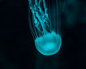 Preview wallpaper jellyfish, underwater world, blue, tentacles