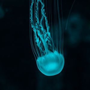 Preview wallpaper jellyfish, underwater world, blue, tentacles