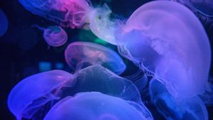 Preview wallpaper jellyfish, underwater world, blue, transparent