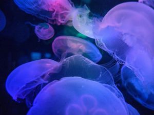 Preview wallpaper jellyfish, underwater world, blue, transparent