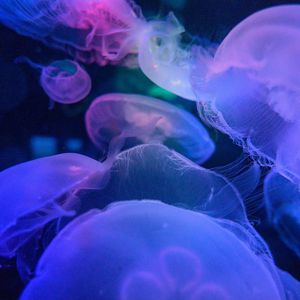 Preview wallpaper jellyfish, underwater world, blue, transparent
