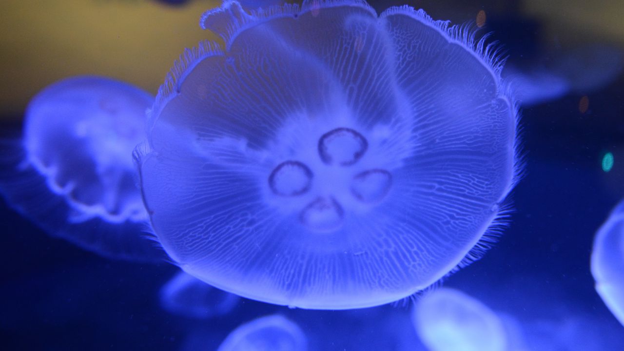 Wallpaper jellyfish, underwater world, close-up, macro