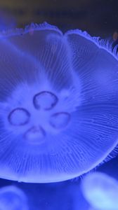Preview wallpaper jellyfish, underwater world, close-up, macro