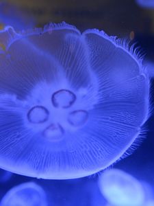 Preview wallpaper jellyfish, underwater world, close-up, macro