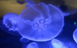 Preview wallpaper jellyfish, underwater world, close-up, macro