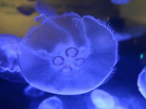 Preview wallpaper jellyfish, underwater world, close-up, macro