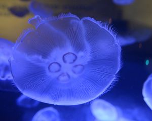 Preview wallpaper jellyfish, underwater world, close-up, macro