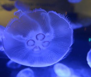 Preview wallpaper jellyfish, underwater world, close-up, macro