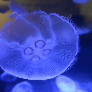 Preview wallpaper jellyfish, underwater world, close-up, macro