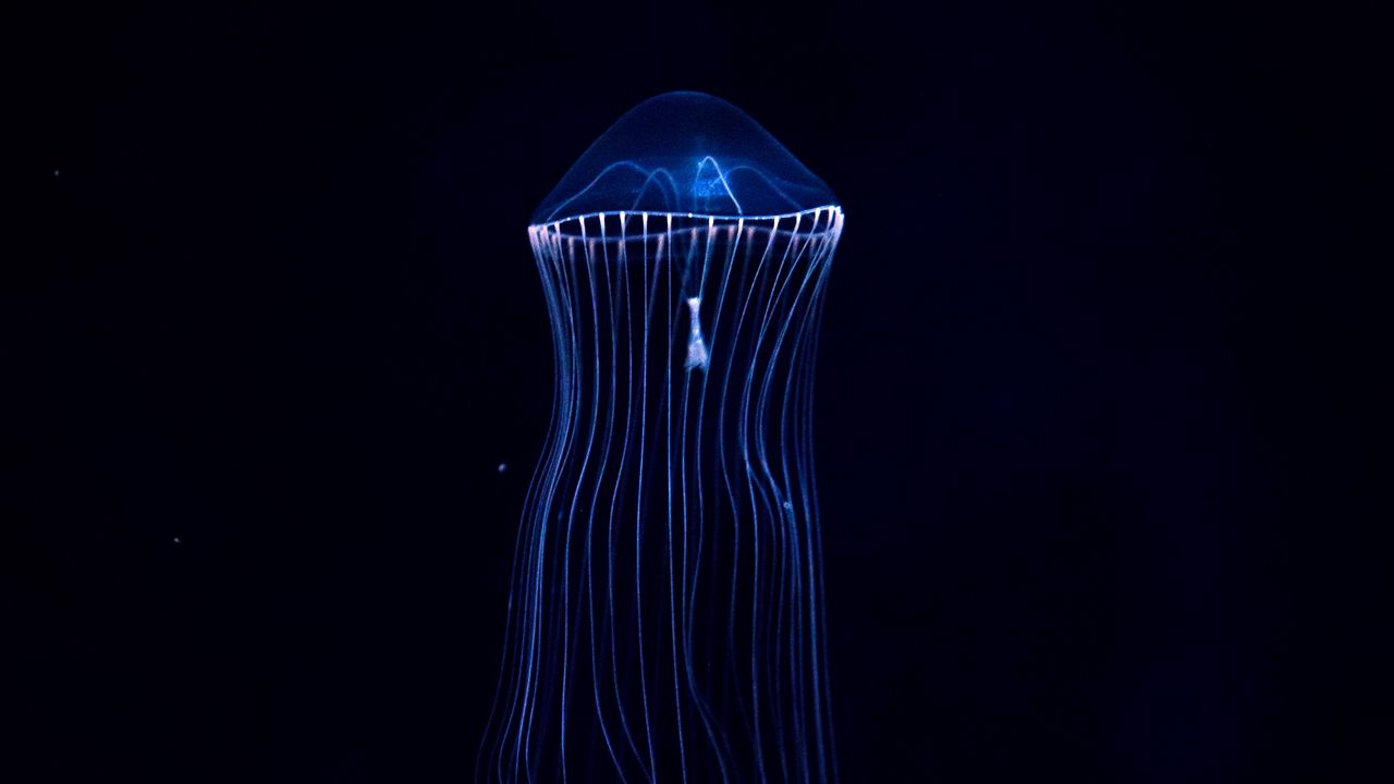 Wallpaper jellyfish, underwater world, dark, tentacles