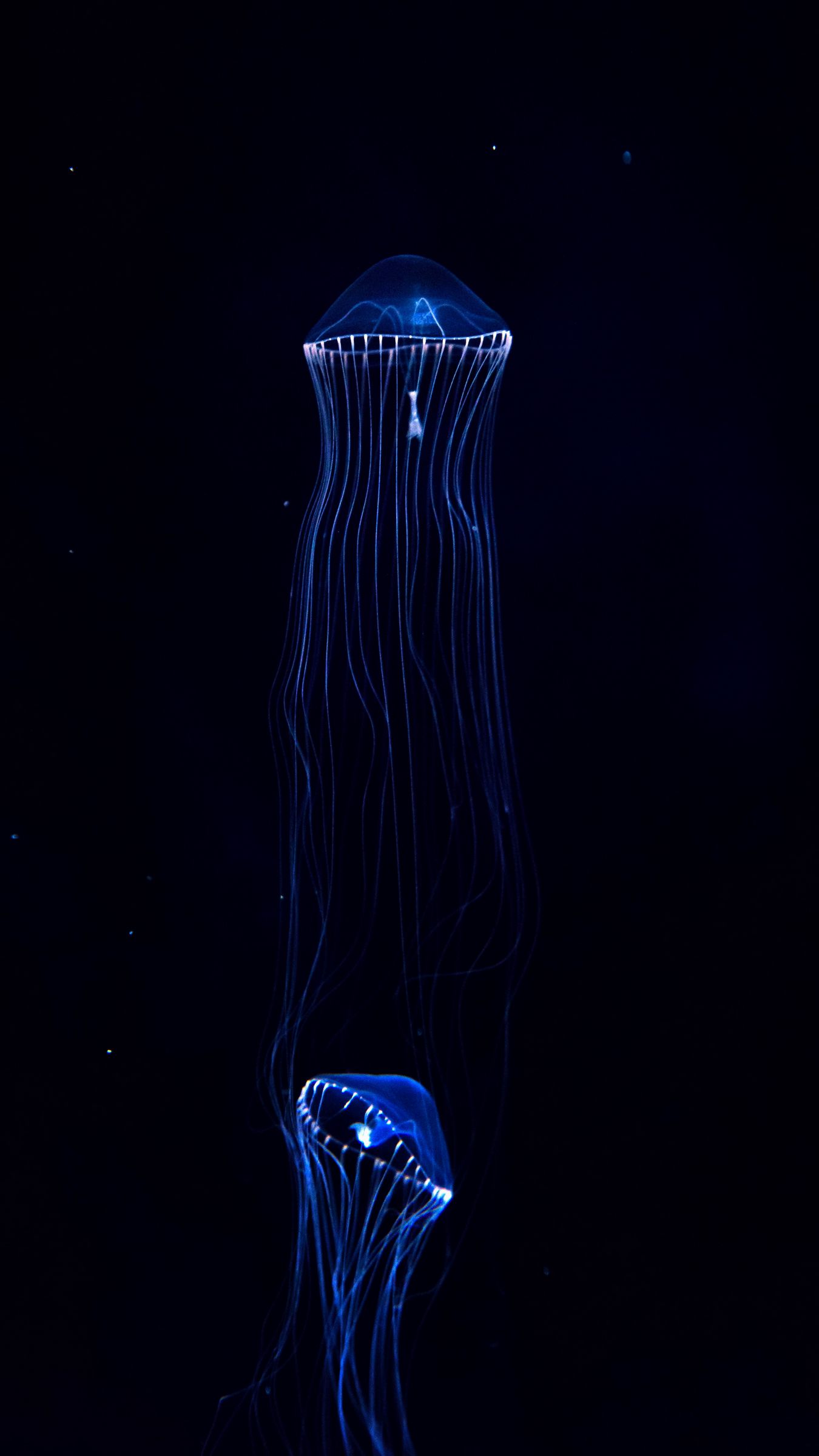 Những bức ảnh nền sứa biển sẽ mang lại cho bạn sự tinh tế và phóng khoáng như tự do của chúng trong đại dương. Hãy đắm mình trong sự độc đáo của những thiết kế này để tạo nên một màn hình iPhone thật đặc biệt.