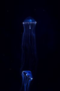 Preview wallpaper jellyfish, underwater world, dark, tentacles