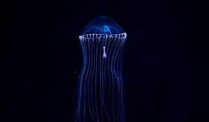 Preview wallpaper jellyfish, underwater world, dark, tentacles