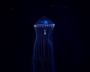 Preview wallpaper jellyfish, underwater world, dark, tentacles