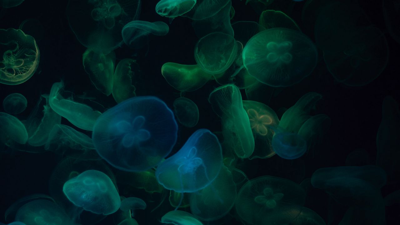 Wallpaper jellyfish, underwater world, dark, transparent