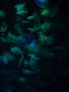 Preview wallpaper jellyfish, underwater world, dark, transparent