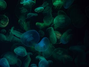 Preview wallpaper jellyfish, underwater world, dark, transparent