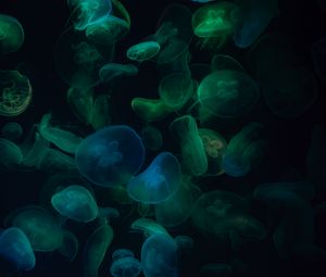 Preview wallpaper jellyfish, underwater world, dark, transparent