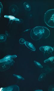 Preview wallpaper jellyfish, underwater world, dark