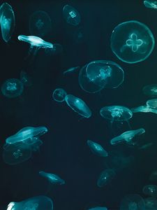 Preview wallpaper jellyfish, underwater world, dark