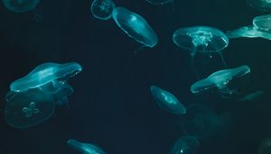 Preview wallpaper jellyfish, underwater world, dark