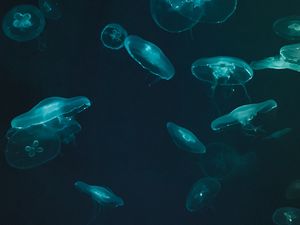 Preview wallpaper jellyfish, underwater world, dark