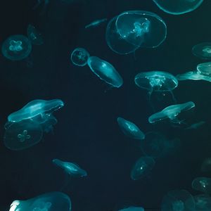 Preview wallpaper jellyfish, underwater world, dark