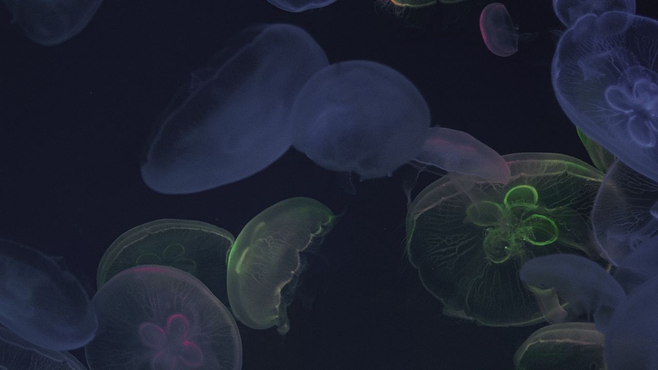 Wallpaper jellyfish, underwater world, dark, glow