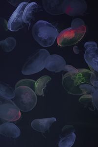 Preview wallpaper jellyfish, underwater world, dark, glow