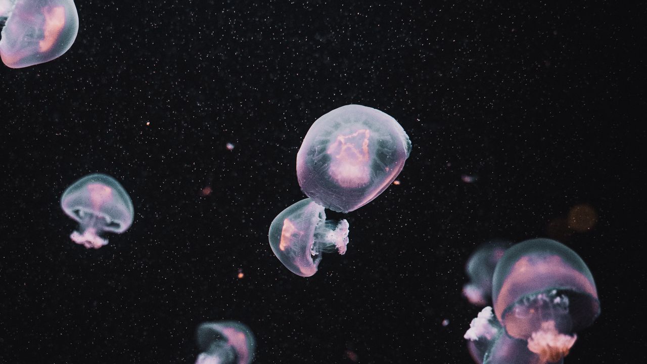 Wallpaper jellyfish, underwater world, dark, aesthetics