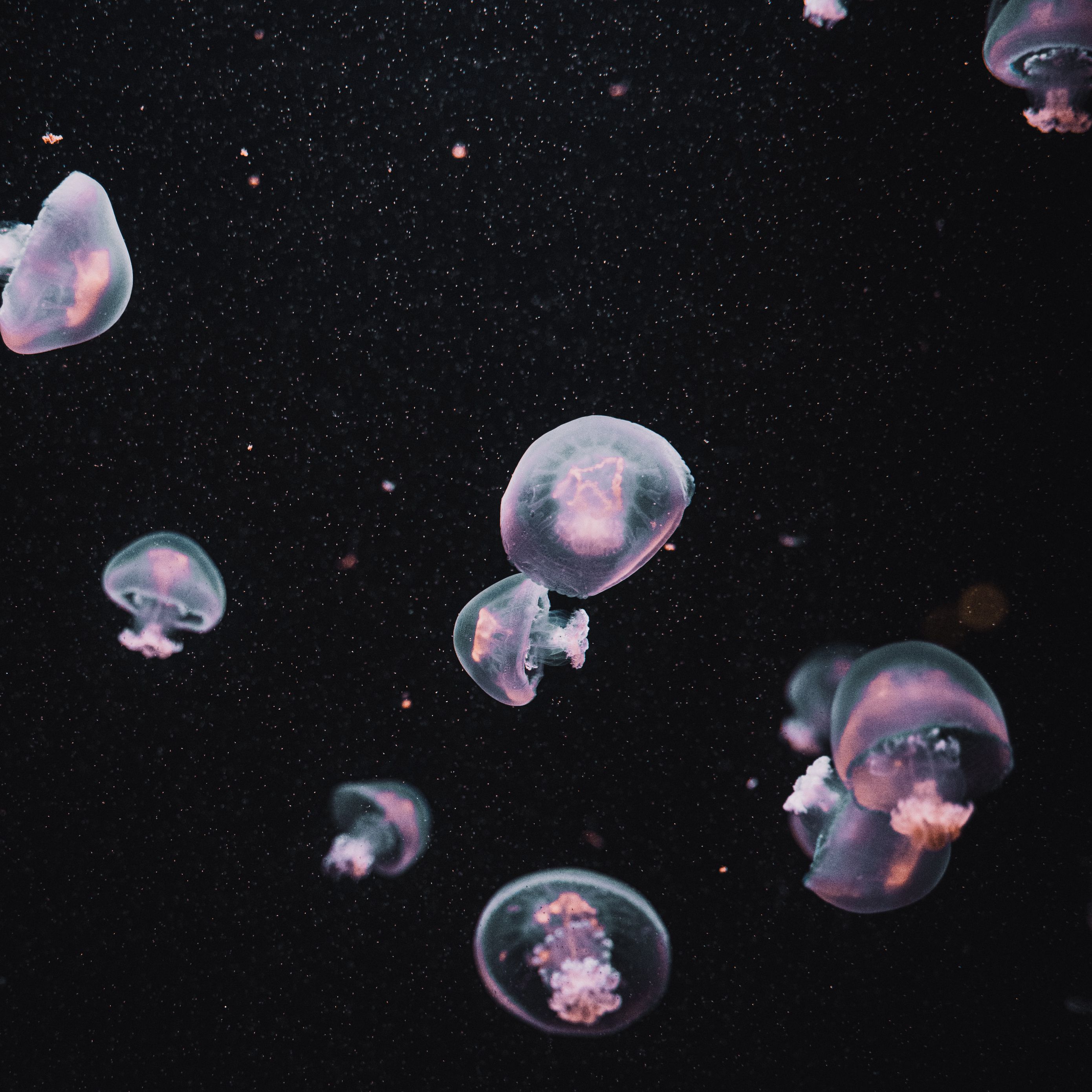 Sứa là một loài sinh vật đầy bí ẩn, sống dưới thế giới đại dương. Cùng nhau ngắm nhìn hình ảnh thế giới dưới nước đầy ma mị và tìm hiểu thêm về những chú sứa lạ màu qua những hình nền tối đầy huyền bí.