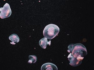 Preview wallpaper jellyfish, underwater world, dark, aesthetics