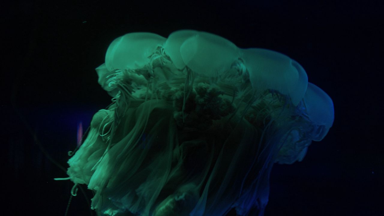 Wallpaper jellyfish, underwater world, dark, tentacle