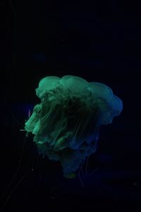 Preview wallpaper jellyfish, underwater world, dark, tentacle