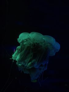 Preview wallpaper jellyfish, underwater world, dark, tentacle